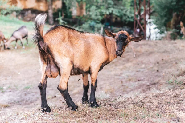 Joven macho cabrío mirando directamente a la cámara. Concepto de agricultura animal ecológica —  Fotos de Stock