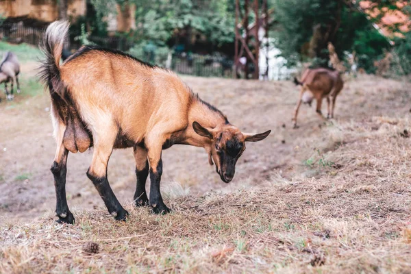 Joven Macho Cabrío Mirando Directamente Cámara Concepto Agricultura Animal Ecológica —  Fotos de Stock