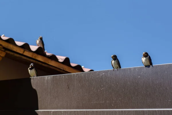 Schwalben auf dem Dach. Osteuropäische Vögel im Sommer — Stockfoto