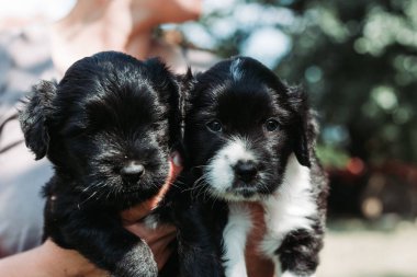 İki küçük köpek yavrusu, evlat edinilmesi için hazır. Hayvan koruma, evcil hayvan, köpek evlat edinme