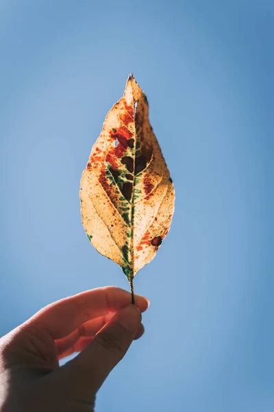 Primo piano di mano che tiene una foglia di autunno gialla. Simbolo di caduta, autunno — Foto Stock