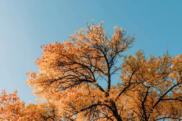 Colores otoñales, árbol con hojas amarillas anaranjadas con cielo azul en el fondo . — Foto de Stock