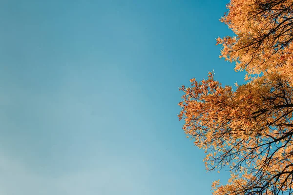 Cores do outono, árvore com folhas amarelas laranja com céu azul no fundo — Fotografia de Stock