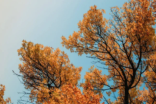 Cores do outono, árvore com folhas amarelas laranja com céu azul no fundo — Fotografia de Stock