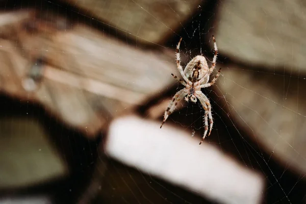 Närbild bild av spindel på webben. Leddjur, entomologi — Stockfoto