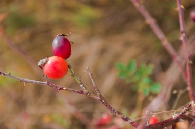Gül kalçalarının yakın çekim fotoğrafı. Organik, sağlıklı beslenme, gıda. Doğa koruma