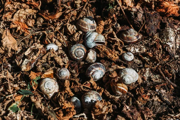 花园里的蜗牛壳 周围环绕着干橙叶 秋季概念 — 图库照片