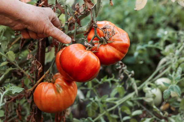 Menselijke Handen Plukken Verse Rode Tomaat Biologisch Eten Tuinieren — Stockfoto