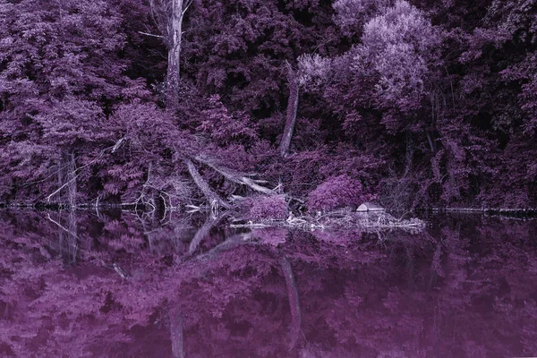 Abstract Purple Forest River Background Textures Magical Concept — 스톡 사진