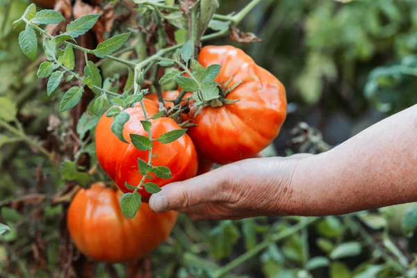 Menselijke handen plukken verse rode tomaat. Biologisch eten, tuinieren — Stockfoto