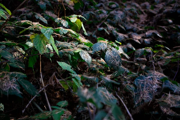 Undergrowth em madeiras cobertas com agulhas de pinheiros secos . — Fotografia de Stock