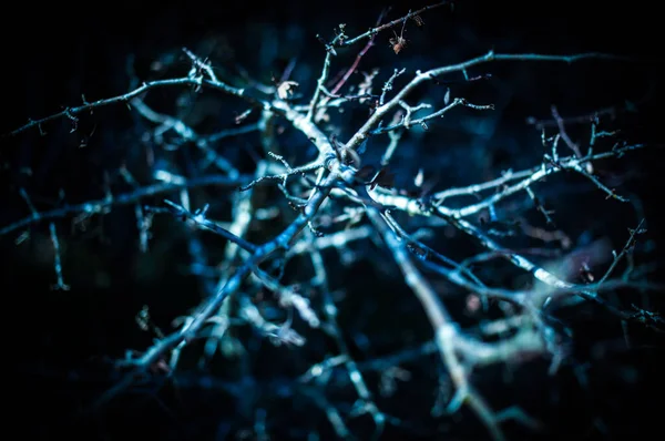 Branches bleu foncé. Forêt mystique et magique. Contexte, textures, motifs — Photo