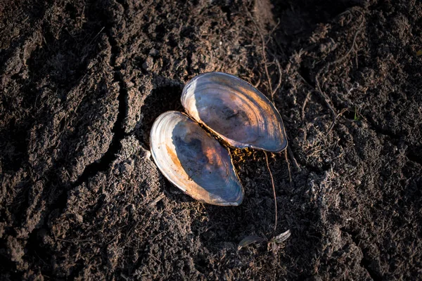 Coquille vide dans le sable. Sec, pas d'eau. Concept de changement climatique — Photo