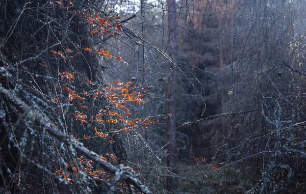 Boom takken in het bos. Weinig licht. Herfst, herfst concept. — Stockfoto