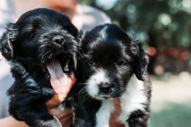 Evlatlık vermeye hazır iki yavru köpek. Hayvan koruması, evcil hayvanlar, köpek.