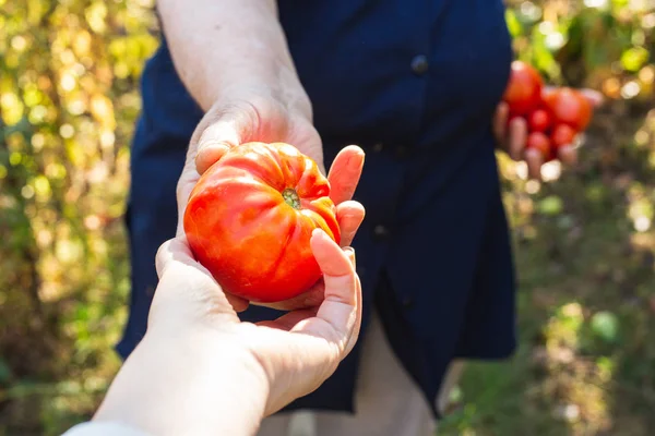 Kobiece ręce farmera dają komuś świeżo zebrane pomidory. Zdrowe odżywianie — Zdjęcie stockowe