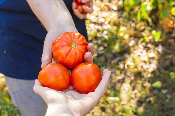 여자 농부 가손으로 갓 딴 토마토를 누군가에게 줍니다. 건강에 좋은 식사 — 스톡 사진