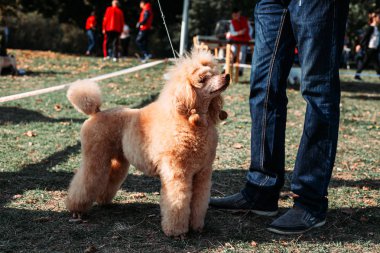 Köpek gösterisinde poz veren sevimli kahverengi kaniş, sergi. Ev hayvanları