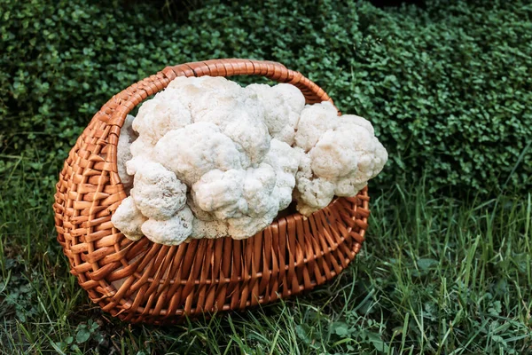 Hericium erinaceus ya da ahşap sepetteki Lions mantar yelesi mantarlarını kapatın. Tıbbi mantar konsepti