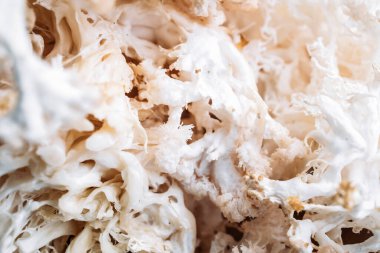 Hericium erinaceus veya Lions mane mantarını kapatın. Tıbbi mantar konsepti