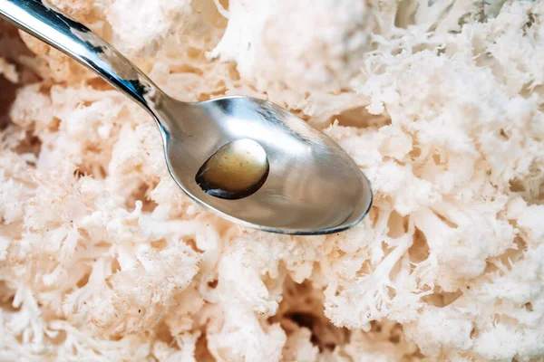 Hericium erinaceus ya da Lions mantar ve yele yağıyla kaşık kaplayın. Tıbbi mantar konsepti