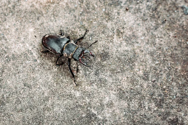 Σκαθάρι Που Απομονώνεται Στο Έδαφος Απειλούμενα Είδη Ευρωπαϊκά Έντομα — Φωτογραφία Αρχείου