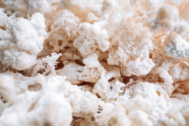 Hericium erinaceus veya Lions mane mantarını kapatın. Tıbbi mantar konsepti