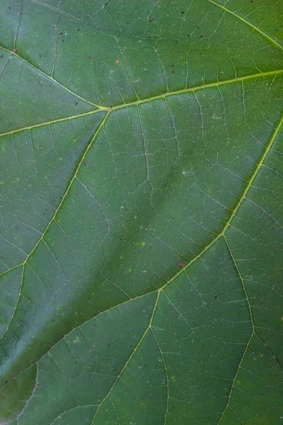 Close Green Leaf Natural Background Texture Pattern — Stock Photo, Image
