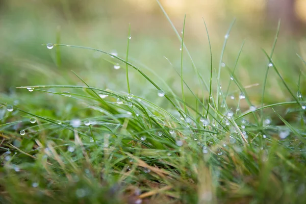 Gotas Rocío Matutino Sobre Hierba Verde Antecedentes Protección Naturaleza — Foto de Stock