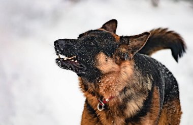 Dışarıda oynayan genç Alman çoban köpeğinin portresi.