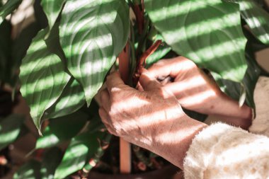 Kadın elleri çiçekleri kazığa bağlıyor. Ev bahçesi.