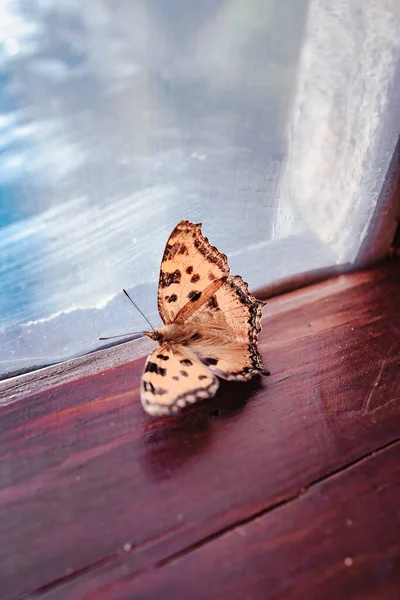 Satyr Comma Butterfly Indoors Window Polygonia Satyrus — Stock Photo, Image