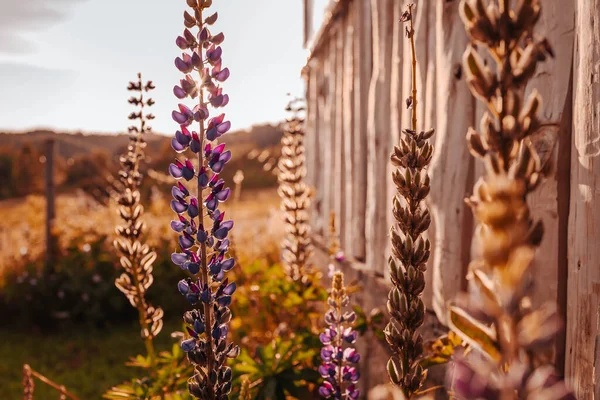 Fleurs Sauvages Lupins Dans Lumière Après Midi Contexte Été — Photo