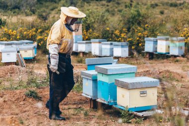 Arı yetiştiricisi arıcıda çalışıyor. Arıcılık konsepti