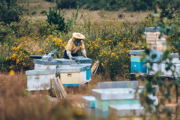 Arı yetiştiricisi arıcıda çalışıyor. Arıcılık konsepti