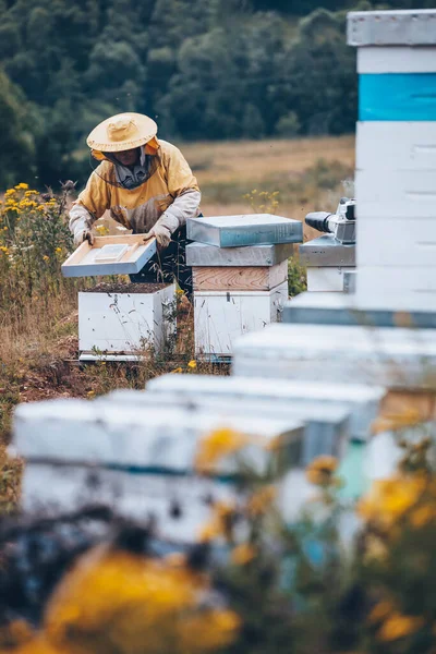 Imker Schutzkleidung Bei Der Arbeit Seinem Bienenhaus Imkerkonzept — Stockfoto