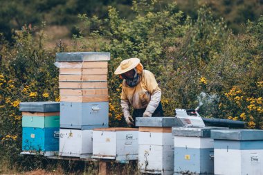 Arı yetiştiricisi arıcıda çalışıyor. Arıcılık konsepti