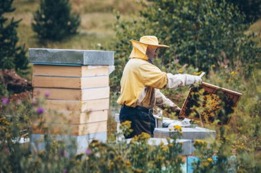 Arı yetiştiricisi arıcıda çalışıyor. Arıcılık konsepti