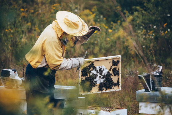 Beekeeper in protective wear working in his apiary. Beekeeping concept