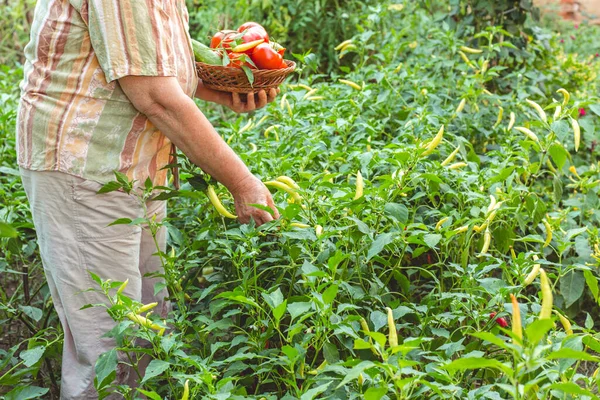 Oudere Vrouw Plukt Tomaat Uit Haar Tuin Biologisch Tuinieren — Stockfoto