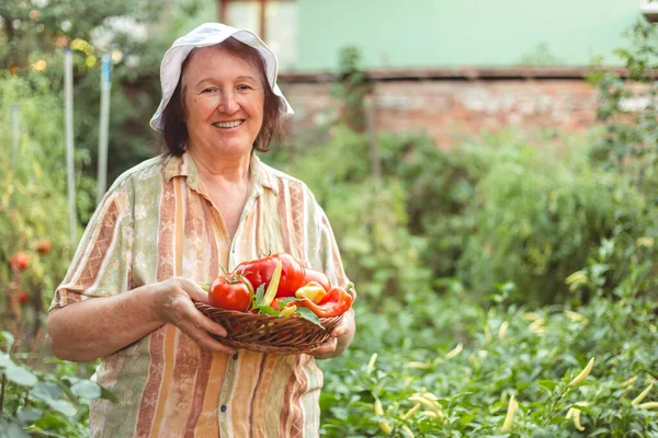 Yaşlı kadın bahçeden taze toplanmış sebzeler gösteriyor. Organik bahçe işleri.