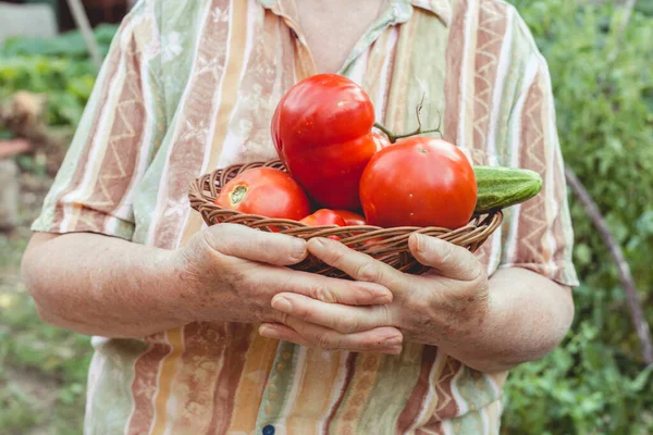 Oudere Vrouw Toont Mand Met Vers Geplukte Tomaat Komkommer Uit — Stockfoto