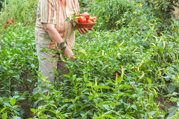 Oudere Vrouw Plukt Tomaat Uit Haar Tuin Biologisch Tuinieren — Stockfoto