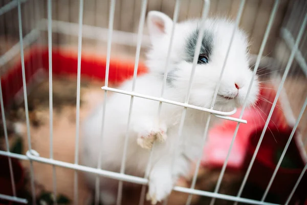 Kleines Weißes Kaninchen Einem Metallkäfig Durch Die Drähte Pflücken — Stockfoto