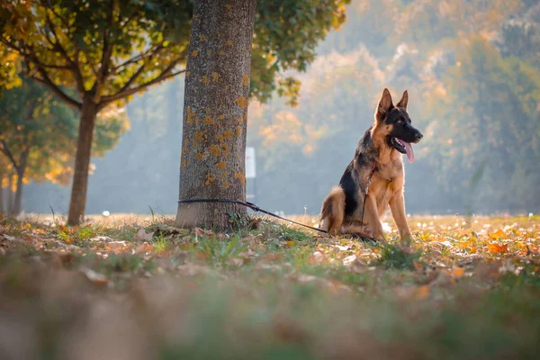 German Shepherd Diikat Dengan Tali Tiga Anjing Domestik — Stok Foto
