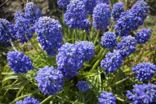 Lindas Flores Azuis Cama Campo Lupine Muscari — Fotografia de Stock