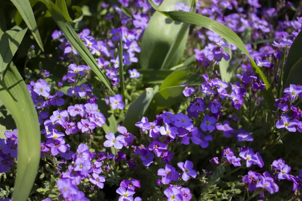 Маленькие Фиолетовые Цветы Цветы Траве — стоковое фото