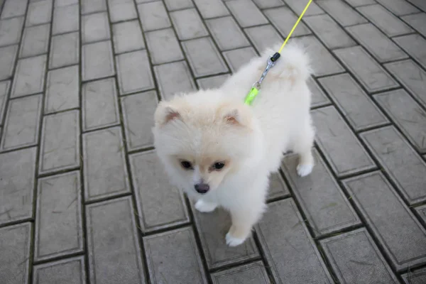 Λευκός Νάνος Pomeranian Spitz Μια Βόλτα Στο Πάρκο — Φωτογραφία Αρχείου