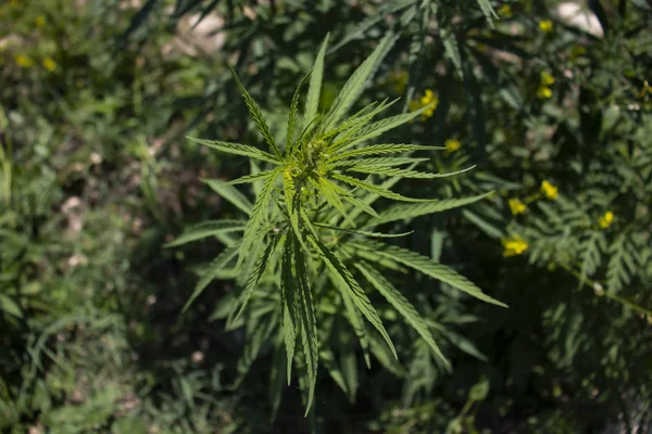 Eine Junge Marihuanapflanze Hintergrundbild Eines Marihuana Strauches Cannabis — Stockfoto