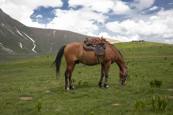 Das Pferd Frisst Einem Sonnigen Sommertag Gras Auf Einem Feld Stockfoto
